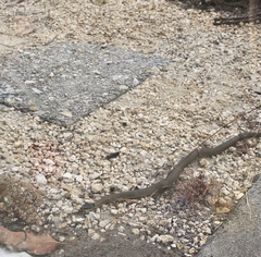 Elapognathus coronatus