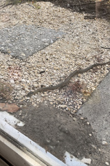 Elapognathus coronatus