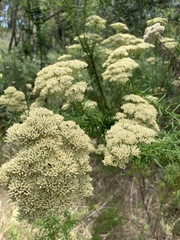 Cassinia aculeata