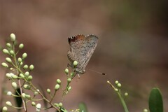 Paralucia pyrodiscus lucida