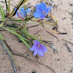 Aristea glauca