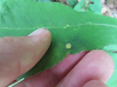 Caryomyia cilidolium
