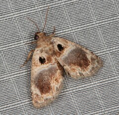 Protarache melaphora