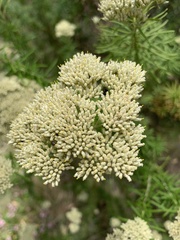 Cassinia aculeata