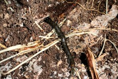 Cormocephalus esulcatus