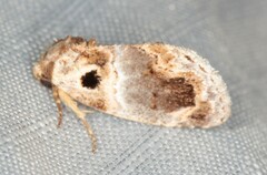 Protarache melaphora