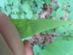 Caryomyia cilidolium