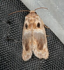 Protarache melaphora