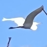 Ardea alba
