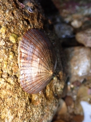 Cellana nigrolineata