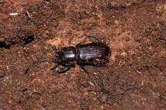 Aulacocyclus edentulus