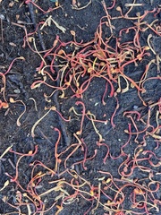 Stenocarpus sinuatus