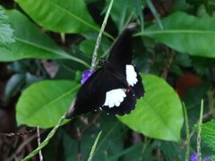 Papilio ambrax