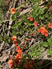 Podolobium procumbens