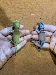 Nephrurus laevissimus