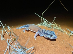 Nephrurus laevissimus