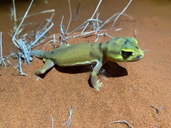 Nephrurus laevissimus