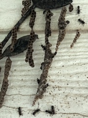 Ropalidia revolutionalis