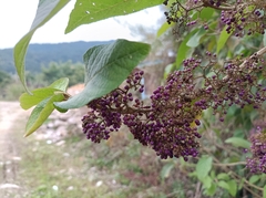 Callicarpa formosana