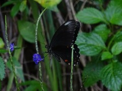 Papilio ambrax