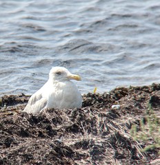 Larus argentatus argentatus