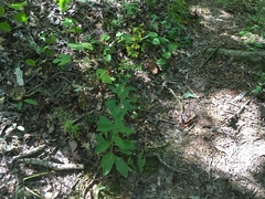 Solidago hispida hispida