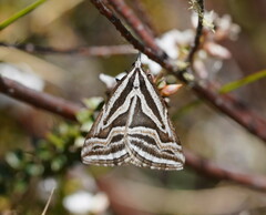 Dichromodes confluaria