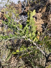Sophora chrysophylla