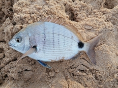 Diplodus capensis