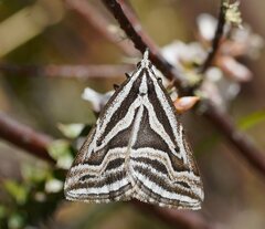 Dichromodes confluaria