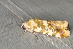 Acontia transfigurata