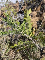 Sophora chrysophylla