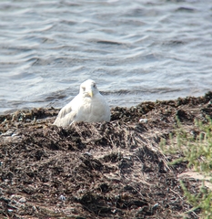 Larus argentatus argentatus
