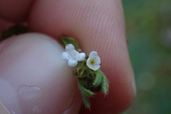 Plagiobothrys collinus