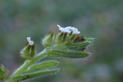 Plagiobothrys collinus