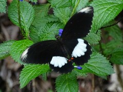 Papilio ambrax