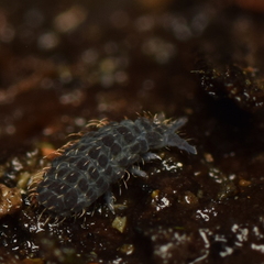 Morulodes serratus