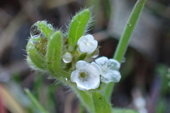 Plagiobothrys collinus