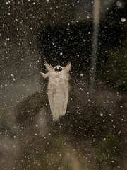 Trichiocercus sparshalli