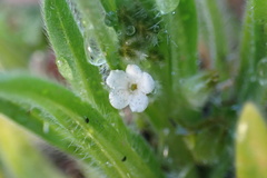 Plagiobothrys collinus