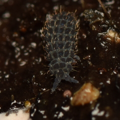 Morulodes serratus