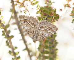 Chrysolarentia symphona