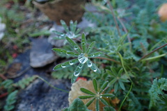 Lupinus bicolor