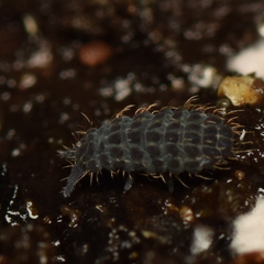 Morulodes serratus