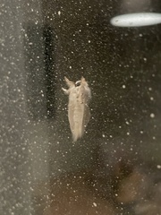 Trichiocercus sparshalli