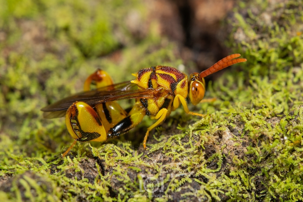 Conura eubule