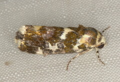 Acontia transfigurata