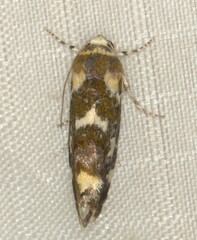 Acontia transfigurata