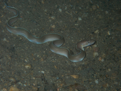 Gymnothorax albimarginatus