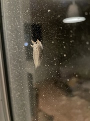 Trichiocercus sparshalli